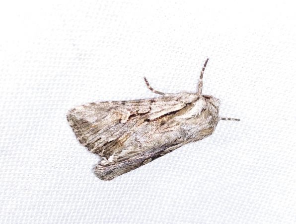 Actinotia hyperici 