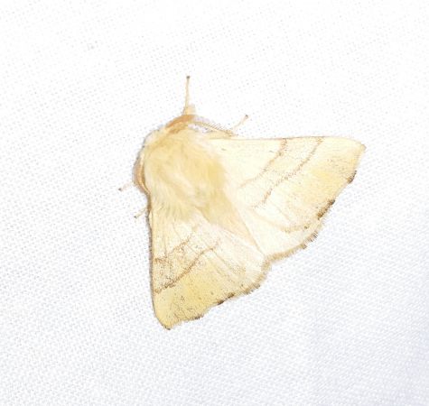 Bombyx à livrée 