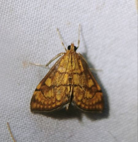 Anania verbascalis 