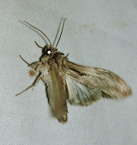 Auchmis detersa 