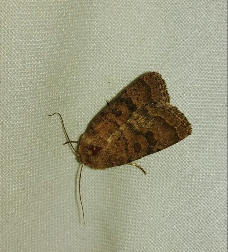 Hoplodrina blanda 