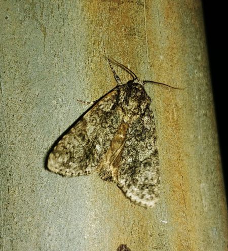 Noctuelle de la patience 