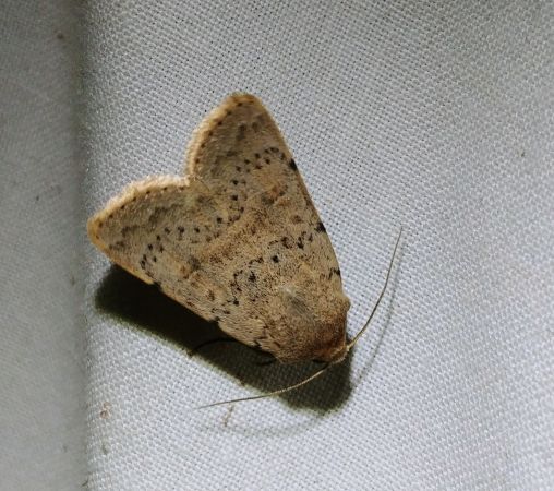 Hoplodrina respersa 