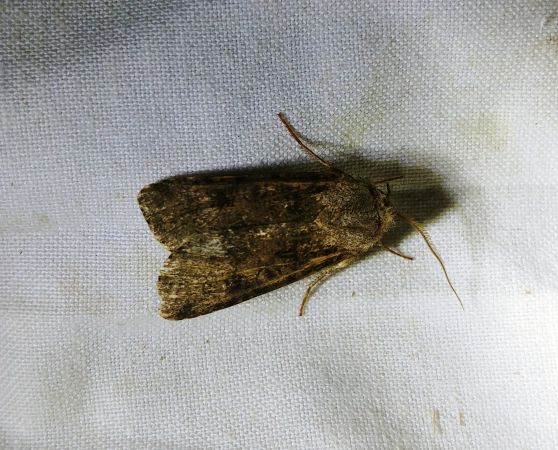 Noctuelle des moissons 