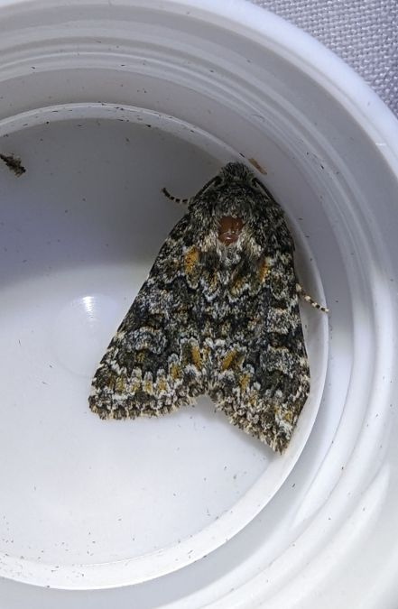 Hecatera dysodea 