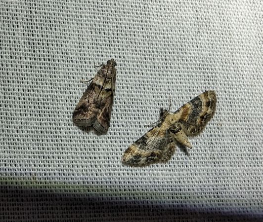 Phycita roborella 