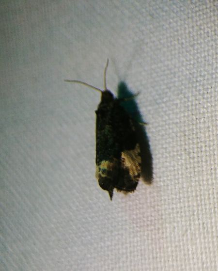 Hedya pruniana 