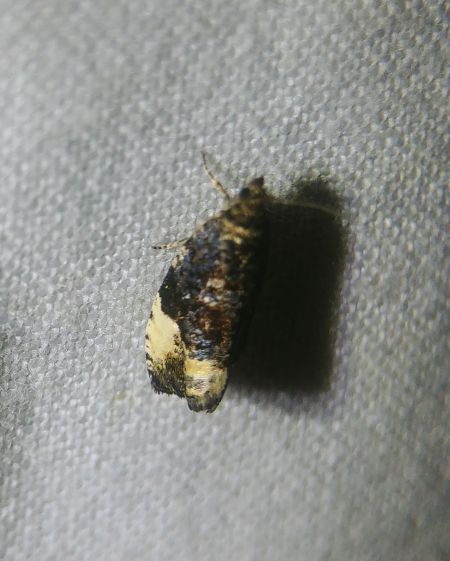Hedya pruniana 