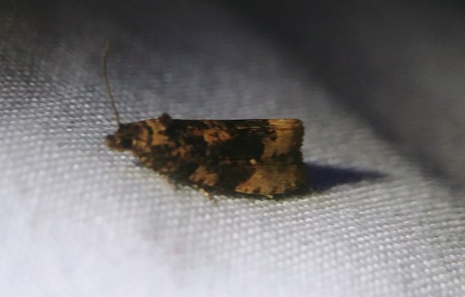Hedya nubiferana 