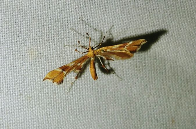 Cnaemidophorus rhododactyla 