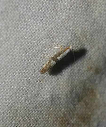 Argyresthia spinosella 