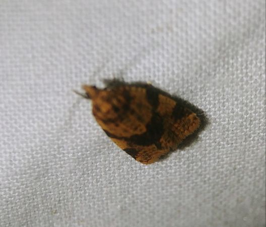 Epagoge grotiana 