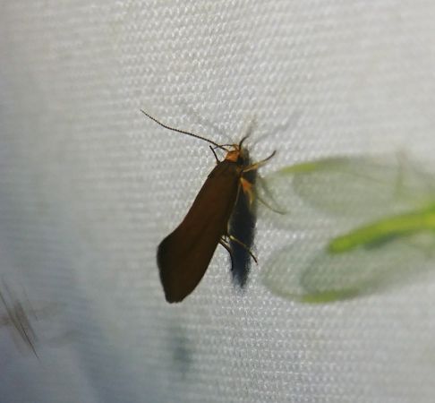 Crassa unitella 