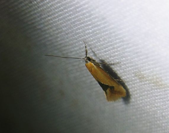 Batia sp. 