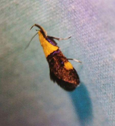 Oecophora bractella 