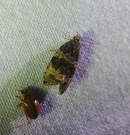 Celypha lacunana 