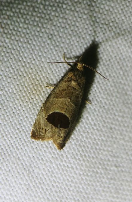 Notocelia uddmanniana 