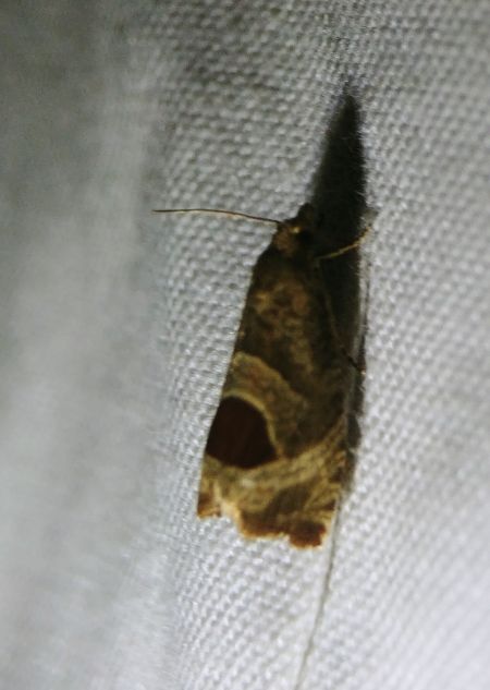 Notocelia uddmanniana 