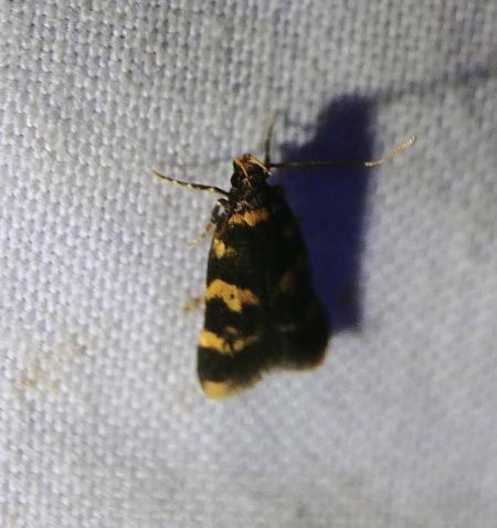 Oegoconia indéterminé 