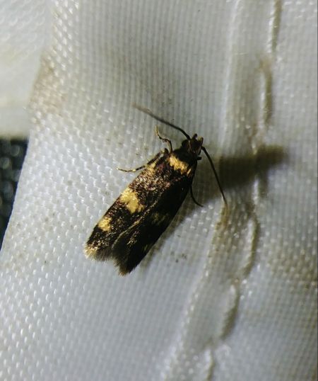 Oegoconia sp. 