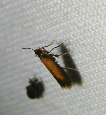 Coptotriche marginea 
