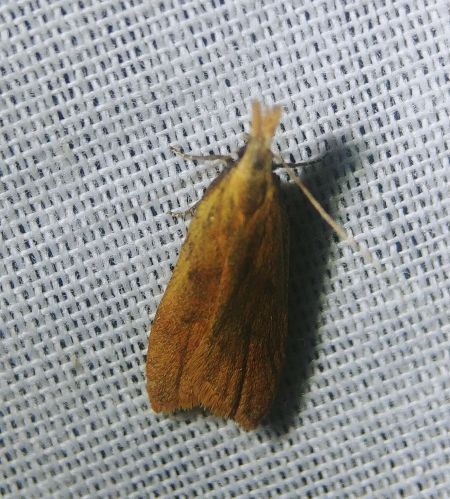 Dichomeris derasella 