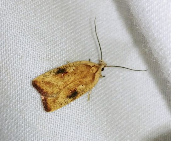 Agonopterix nervosa 