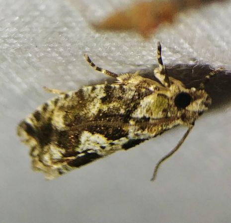 Zeiraphera isertana 