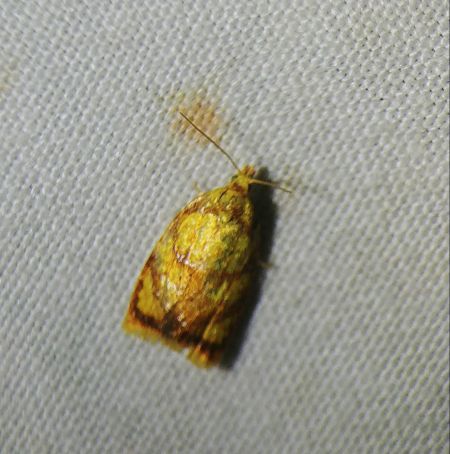 Acleris bergmanniana 