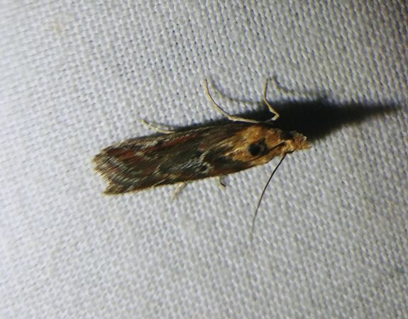 Ancylosis cinnamomella 