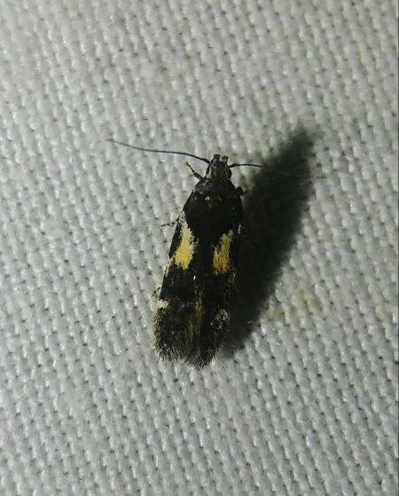 Teleiodes luculella 