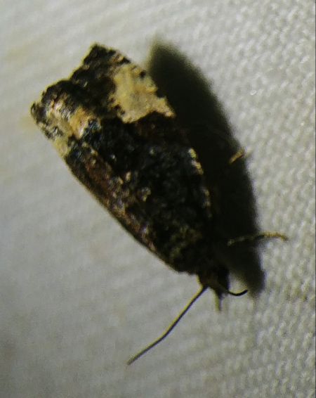 Hedya pruniana 