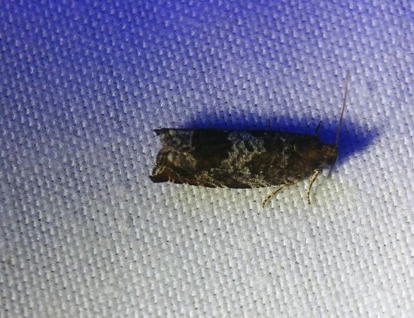Ancylis achatana 