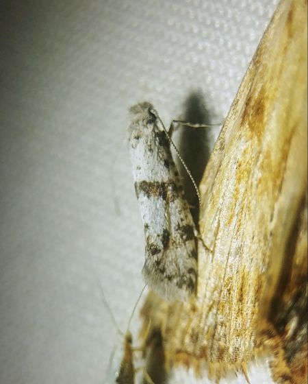 Scythropia crataegella 