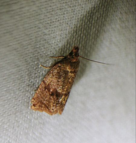 Celypha striana 