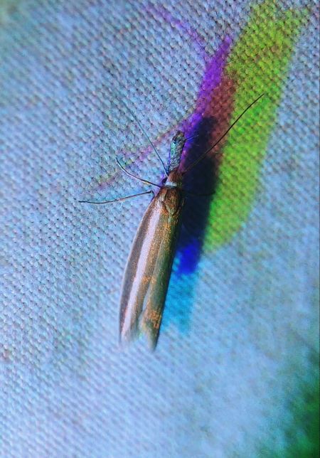 Pleurota aristella 