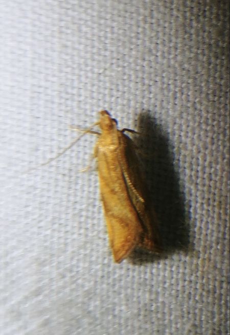Orophia ferrugella 