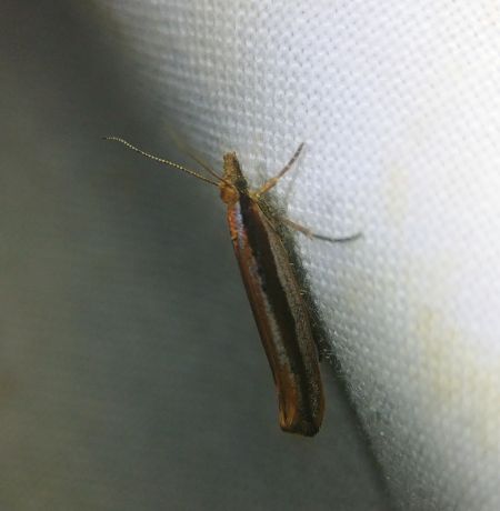 Ypsolopha ustella 