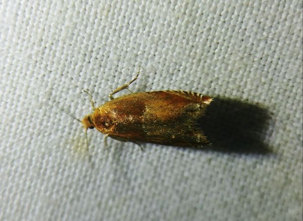 Ancylis mitterbacheriana 