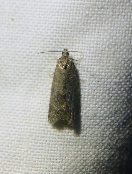 Cnephasia sp. 