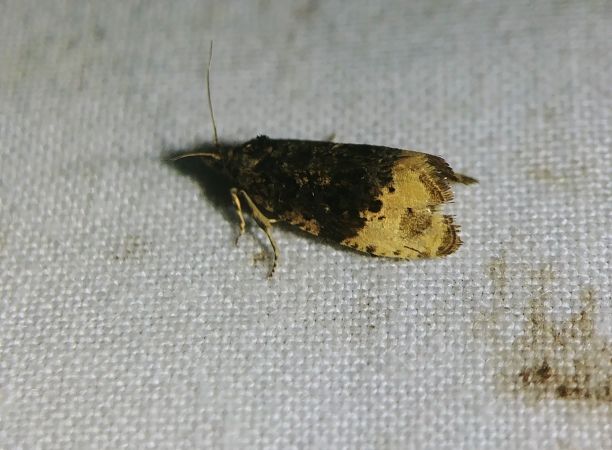 Hedya pruniana 