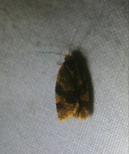 Epagoge grotiana 