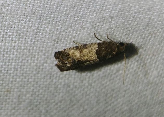 Spilonota ocellana 