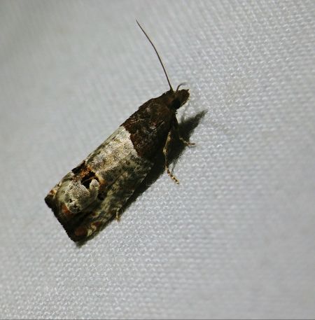 Notocelia roborana 