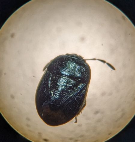 Legnotus limbosus 