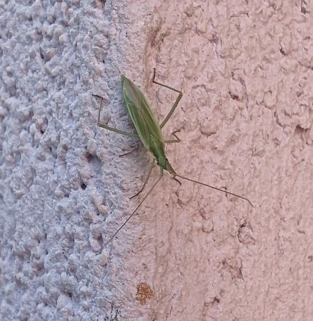Stenodema laevigata 