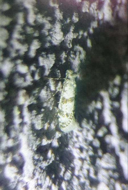 Scythropia crataegella 