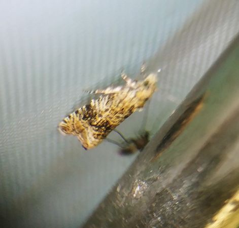 Celypha lacunana 