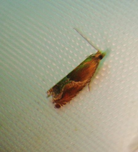 Ancylis obtusana 