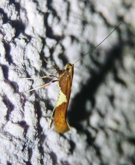 Caloptilia stigmatella 